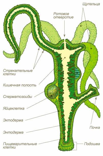 Кракен в обход